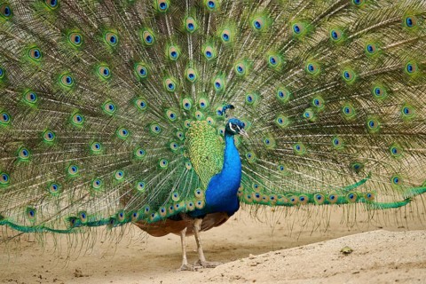 Indian peafowl (Pavo cristatus) spread one's tail (feathers) on the ground, Spain, Europe