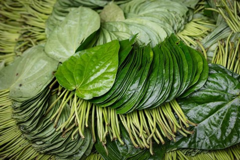 Betel leaves in a shop at Sadarghat, river quay at Buriganga, Dhaka, Bangladesh, Asia