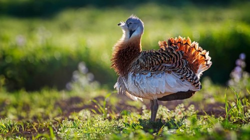 Great bustard (Otis tarda) mating male, spread beard feathers and wings, heaviest flying bird, La