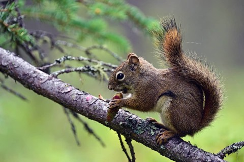 Squirrel (Sciurus) sitting on a branch and eating a pine cone, Denali National Park, Alaska