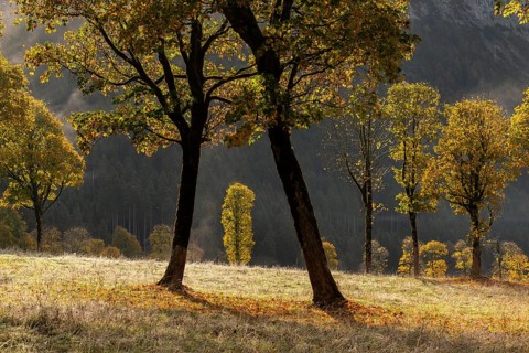 Engtal valley, large maple in the morning dew, sycamore maple (Acer pseudoplatanus) in glorious