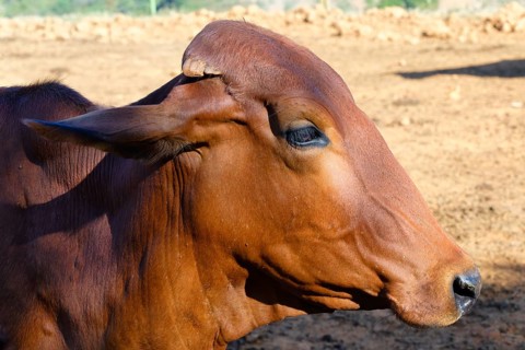 Close-Up of an Indo-Brazil Zebu Cow in the Serra da Canastra, Sao Roque das Minas, Minas Gerais