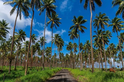 Palm grove on the south coast of Taveuni, Fiji, South Pacific, Oceania