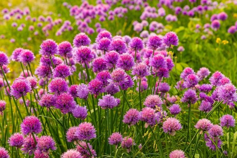 Flowering chives on the Elbe meadows in Dresden's Old Town