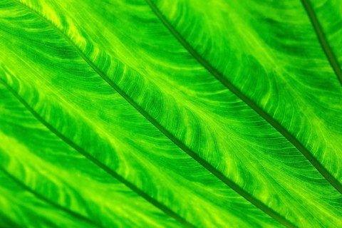 Leaf of the giant taro (Alocasia macrorrhizos), backlit close-up, Madeira, Portugal, Europe