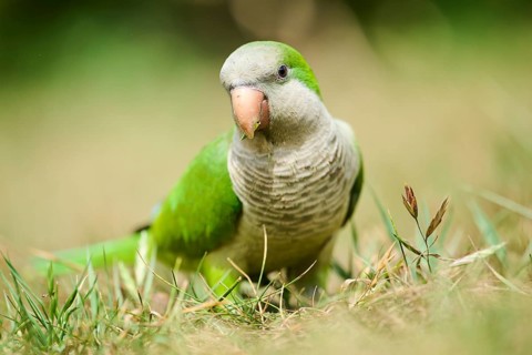 Monk parakeet (Myiopsitta monachus) wildlife on a meadow, Catalonia, Spain, Europe