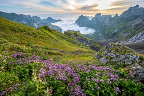 Purple flowers on a mountain meadow, view over SÃ¤ntis mountains into the valley of Meglisalp at