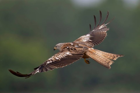 Red Kite (Milvus milvus), flying over a freshly sown maize field in search of prey, Lausitz,