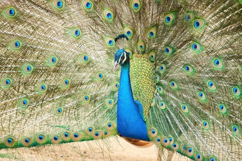 Indian peafowl (Pavo cristatus) spread one's tail (feathers) on the ground, Spain, Europe