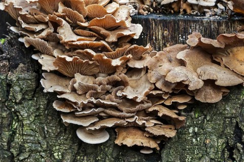 Bitter oyster, bitter oysterling, astringent panus, luminescent panellus, stiptic fungus (Panellus