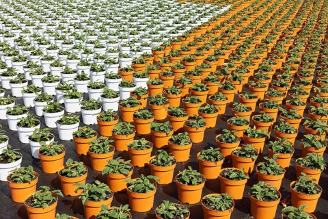 Field with yellow growing pots in a row, coneflower (Echinacea), nursery in the Volmerswerth