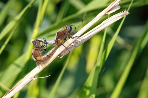 Lesser blue arrow (Orthetrum coerulescens), two animals mating on a reed stalk, copula, Peene