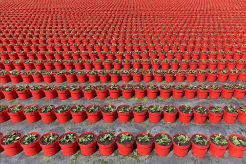 Field with red growing pots in a row, coneflower (Echinaceae), nursery in the Volmerswerth