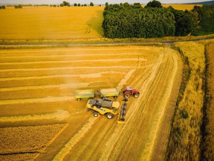 Grain harvest in a field near Babisnau on the outskirts of Dresden