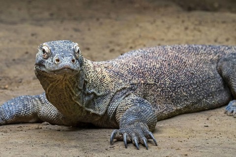 Komodo dragon, Komodo monitor (Varanus komodoensis), giant lizard native to the Indonesian islands