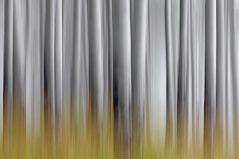 Abstract image of aspen tree trunks in forest