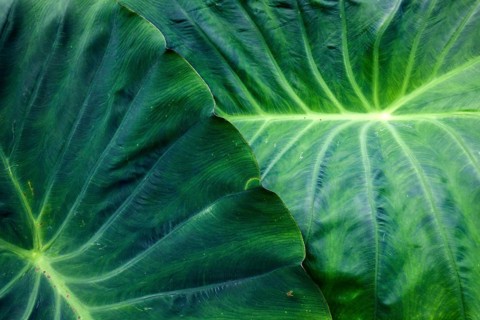 Leaf of the giant elephant ear, also known as giant taro (Alocasia macrorrhizos), close-up,