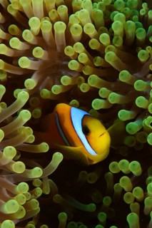 Red sea clownfish (Amphiprion bicinctus) in its splendour anemone (Heteractis magnifica), dive site