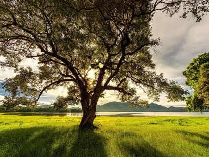 Sunrise and sunbeams, tree on green meadow by the lake, Kandalama Lake, Dambulla, Sri Lanka, Asia