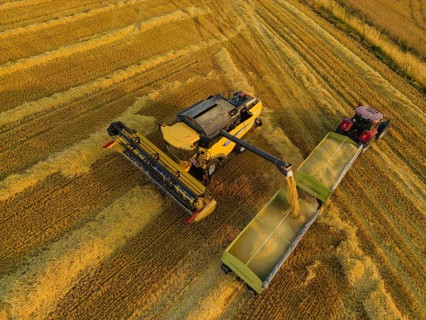 Grain harvest in a field near Babisnau on the outskirts of Dresden