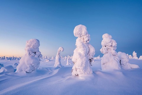 Snowed-in trees, winter landscape, Riisitunturi National Park, Posio, Lapland, Finland, Europe