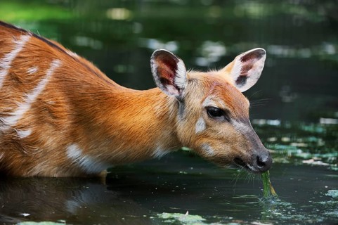 Western Sitatunga (Tragelaphus spekii gratus), female, captive, occurrence in Africa