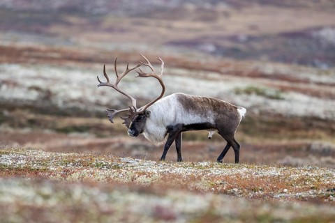 Wild mountain reindeer (Rangifer tarandus tarandus), bull in autumn tundra, Forollhogna National