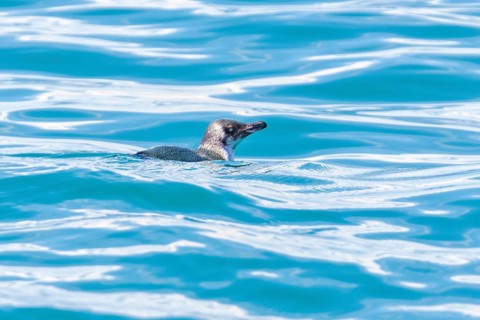 Dickschnabelpinguin (Eudyptes pachyrhynchus), Bootstour, Akaroa, Banks Peninsula, Canterbury,