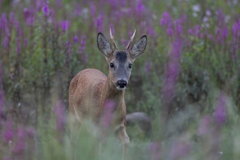 Roebuck in purple loosestrife. Austria, Upper Austria