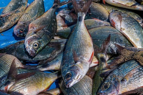 Fishes in close-up.Tarrafal. Santiago. Cabo Verde. Africa
