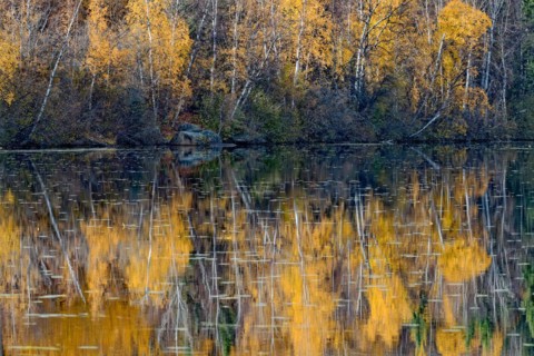 Reflections at Birch Lake, Richardson Highway, autumn, Central Alaska, Alaska, USA, North America
