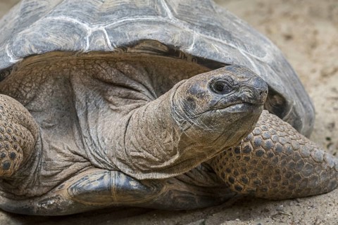 Aldabra giant tortoise (Aldabrachelys gigantea) (Testudo gigantea) native to the islands of the