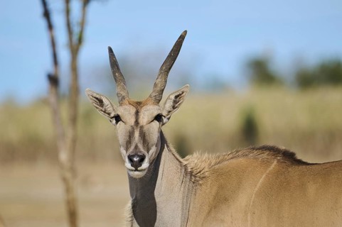 Common eland (Taurotragus oryx) standing in the dessert, portrait, captive, distribution Africa