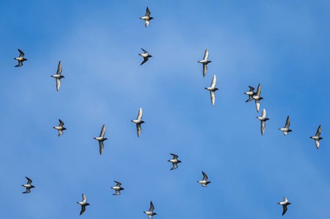 Grey Plover (Pluvialis squatarola) birds in flight