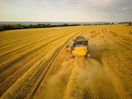 Grain harvest in a field near Babisnau on the outskirts of Dresden