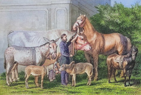 Agriculture, animal husbandry, giant growth and dwarfism in farm animals, horse, cattle, donkey,