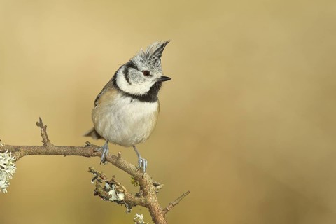 Crested tit (Lophophanes cristatus), sitting on a branch overgrown with reindeer lichen (Cladonia