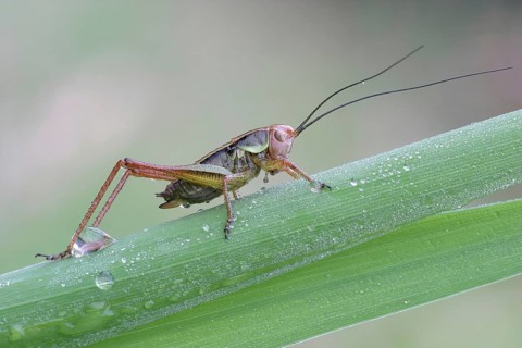 Rösel's mantis (Metrioptera roeselii) on reed stalk, Hesse, Germany, Europe