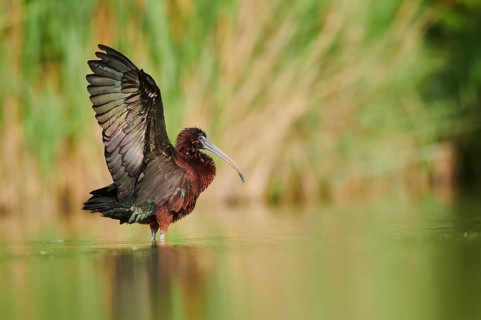 Glossy ibis (Plegadis falcinellus) cleaning its feathers in the water shaking its wings, Camargue,