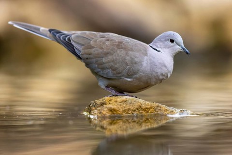 Eurasian collared dove (Streptopelia decaocto) on a stone, wildlife, Germany, Europe