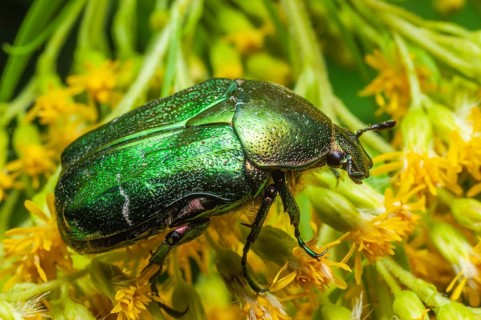 Rosa Chafer (Cetonia aurata) on a yellow flower. Bas-Rhin, Collectivite europeenne d'Alsace, Grand