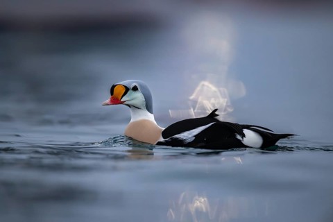 King eider (Somateria spectabilis), male, reflections of lights in the harbour, snowfall,