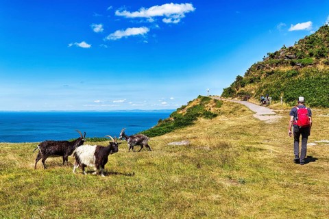 Goats on the South West Coast Path, coastal path, Valley of the Rocks, rocky coast in Exmoor