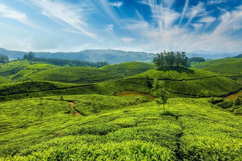Indian tea concept background, tea plantations. Munnar, Kerala, India, Asia
