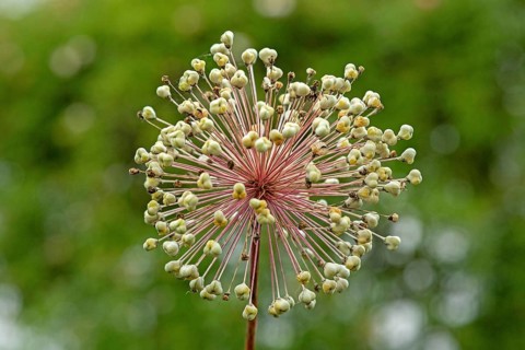 Onion blossom, Glücksburg, Schleswig-Holstein, Germany, Europe