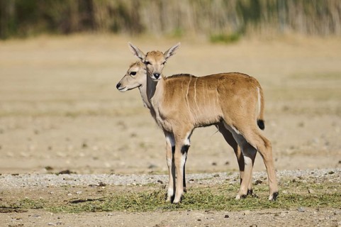 Common eland (Taurotragus oryx) youngsters standing in the dessert, captive, distribution Africa