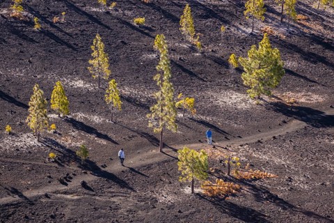 Canary Island pines (Pinus canariensis), Mirador de Chio, Teide National Park, Tenerife, Canary