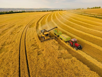 Grain harvest in a field near Babisnau on the outskirts of Dresden