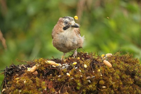 Eurasian jay (Garrulus glandarius) rummaging through summer food, AllgÃ¤u, Bavaria, Germany, Europe