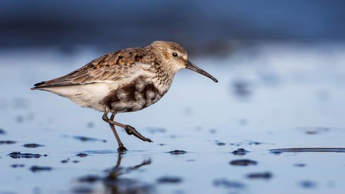 Dunlin (Calidris alpina) Transition from breeding dress to light dress, snipe bird, foraging on